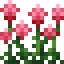 Amaranth icon
