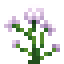 Angelica icon