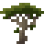 Araucaria Sapling icon