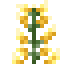 Blooming Aloe Vera icon