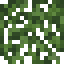 Fir Leaves icon