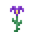 Iris icon