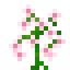 Japanese Orchid icon