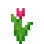Magenta Tulip icon