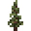 Pine Sapling icon