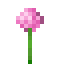 Pink Allium icon