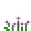 Pink Anemone icon