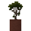 Potted Araucaria Sapling icon