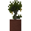 Potted Baobab Sapling icon