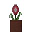 Potted Begonia icon