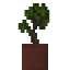 Potted Maple Sapling icon