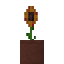 Potted Orange Daisy icon