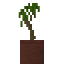 Potted Palm Sapling icon