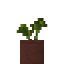 Potted Palo Verde Sapling icon