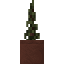 Potted Pine Sapling icon