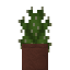 Potted Prickly Pear Cactus icon