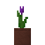 Potted Purple Tulip icon