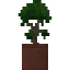 Potted Rainbow Eucalyptus Sapling icon