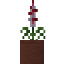 Potted Richea icon
