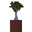 Potted White Mangrove Sapling icon