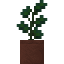 Potted Winter Succulent icon