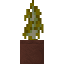 Potted Yellow Birch Sapling icon