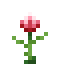 Protea Flower icon