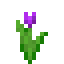 Purple Tulip icon