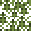 Redwood Leaves icon