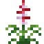 Richea icon