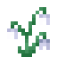 Snowdrops icon