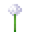 White Allium icon