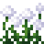 White Allium Flower Bush icon
