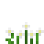White Anemone icon