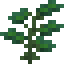 Winter Succulent icon