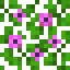 Magenta Flower Acacia Leaves icon