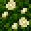 Leaves - White Rose icon