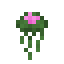 Giant Lily Pad Seedling icon