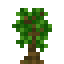 Kiwi Sapling icon