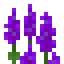 Purple Lupine icon