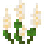 Small White Lupine icon