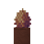 Potted Sunset Thornbloom icon