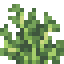 Wild Cabbage icon