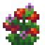 Wild Tomatoes icon