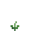 Budding Tomato Vine icon