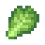 Cabbage Leaf icon