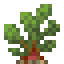 Sea Beet icon