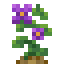 Wild Potato icon