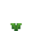 Yerba Mate Leaf icon