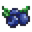 Blueberry icon